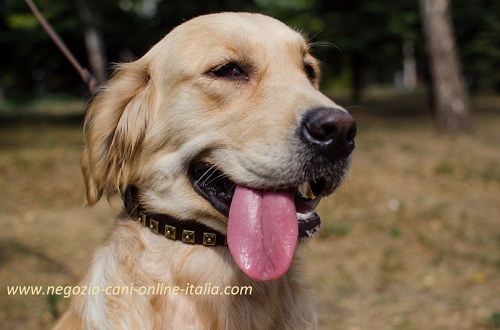 Golden Retriever con collare in vero
cuoio con decorazioni in ottone indosso