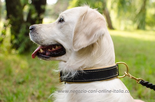 Collare con morbida fodera di vitello indossato da
Golden Retriever