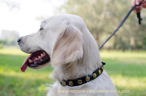 Resistente ed affidabile collare
con placche rotonde in ottone indossato da Golden
Retriever