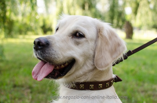 Elegante collare in cuoio con decorazioni indossato da
Golden Retriever