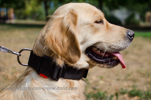 Golden Retriever con comodo collare a sgancio rapido