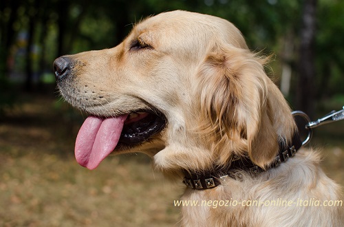 Bellissimo collare in cuoio decorato
indossato da Golden Retriever