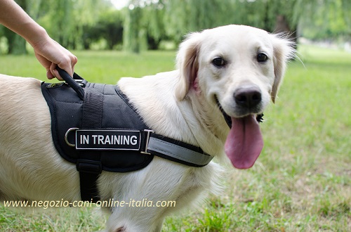 Comoda maniglia permette di controllare bene
Golden Retriever