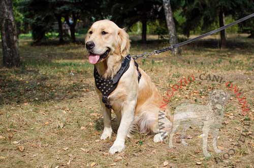 Golden Retriever con confortevole pettorina in
pelle collegata al guinzaglio