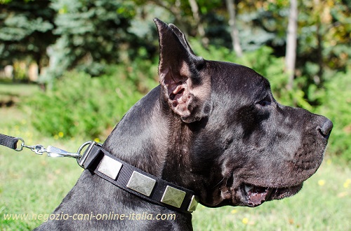 Cane di razza Alano con grazioso
collare decorato indosso