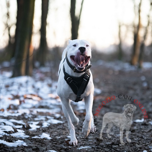 Pettorina in pelle naturale per
Dogo Argentino