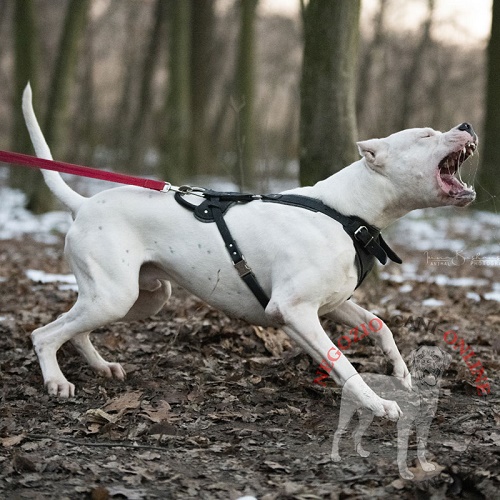 Pettorina in pelle naturale per
Dogo Argentino