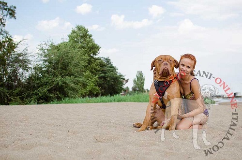 Dogue de Bordeaux con pettorina in cuoio indosso