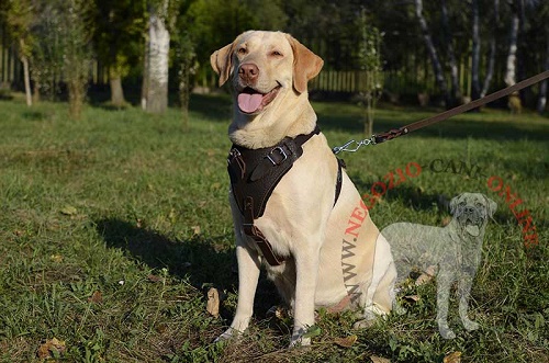 Pettorina indossata da Labrador Retriever e agganciata al guinzaglio