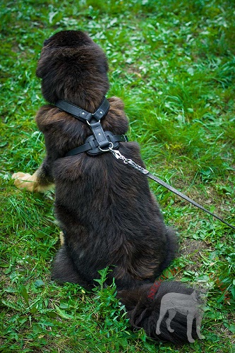 Pettorina
per passeggiate con Mastiff