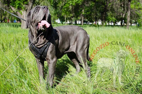 Pettorina in pelle naturale indossata da Mastino Napoletano