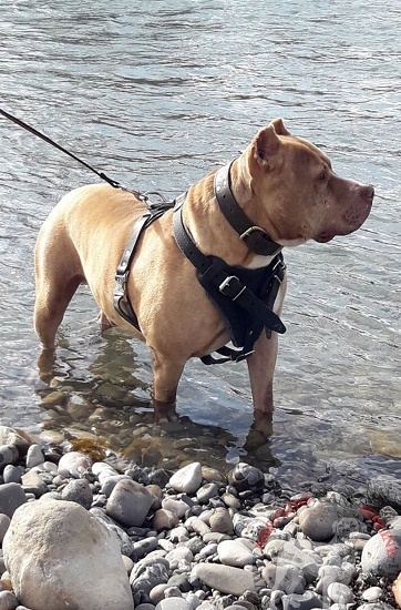 Pettorina in pelle naturale per
Pitbull