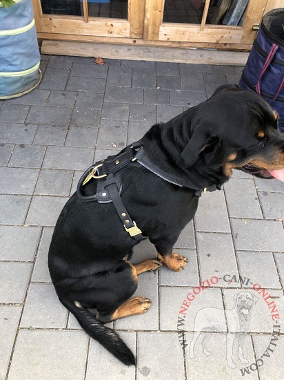 Sicura pettorina indossata da
Rottweiler