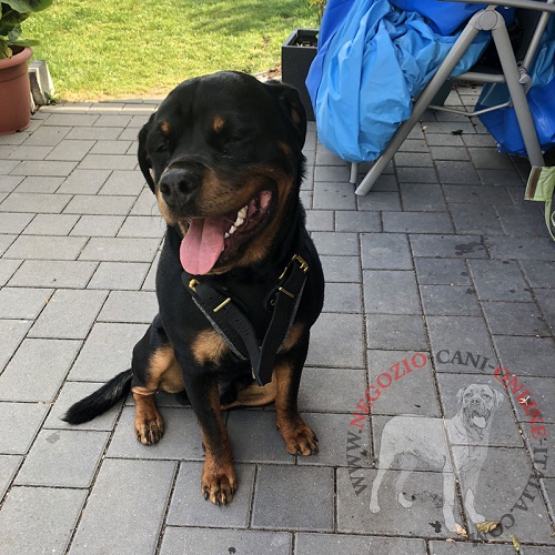 Confortevole pettorina per
Rottweiler