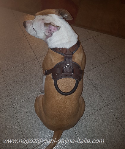 Pettorina in pelle naturale per
Amstaff