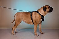 Pettorina in pelle naturale "Working dog" per Bullmastiff