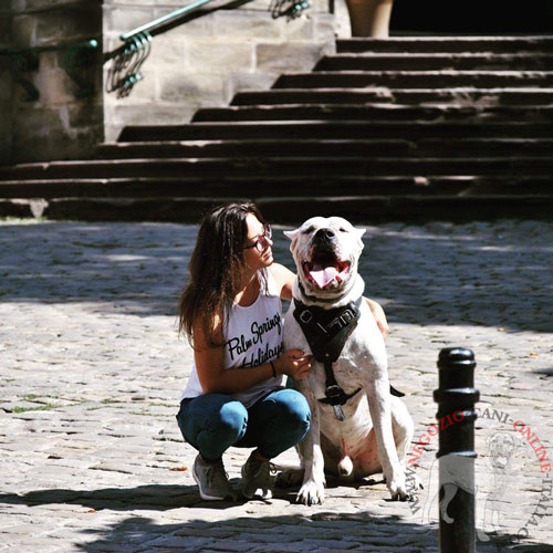 Pettorina in pelle naturale per
Dogo Argentino