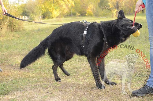 Pettorina in pelle naturale per cani da servizio