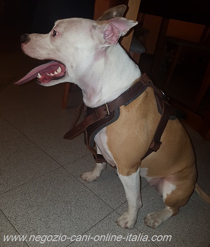 Pettorina in pelle naturale per
Amstaff