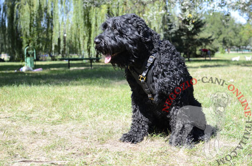 Pettorina per cani di taglia grande
come Terrier Nero Russo