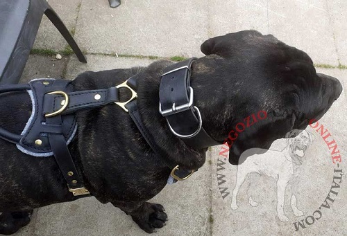 Collare in pelle indossato da Cane Corso