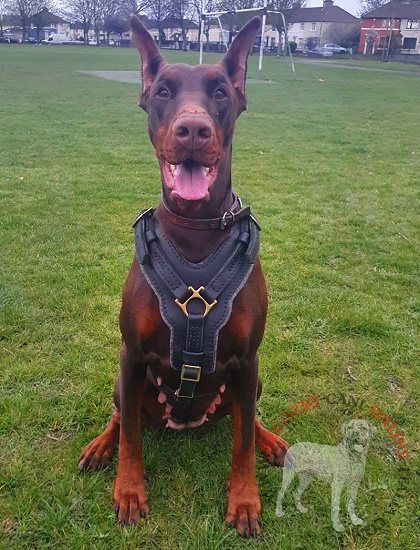 Dobermann con pettorina in vera pelle