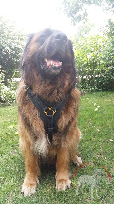 Leonberger con pettorina in vera pelle