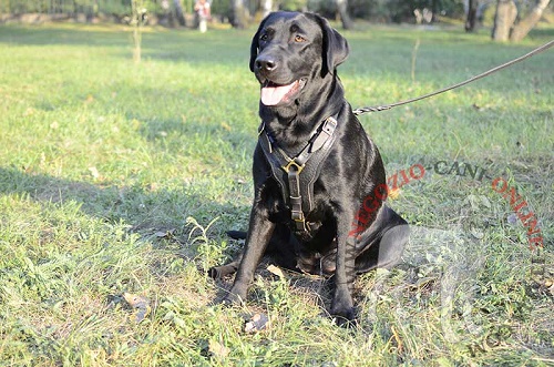 Comoda e pratica pettorina in pelle
naturale per Labrador Retriever