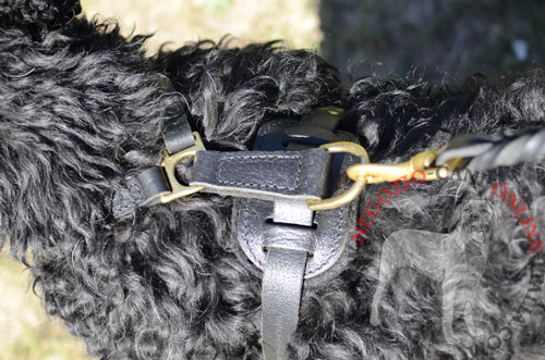 Pettorina indossata da Terrier Nero Russo agganciata al guinzaglio