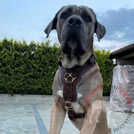 Resistente pettorina in vera pelle
per Cane Corso