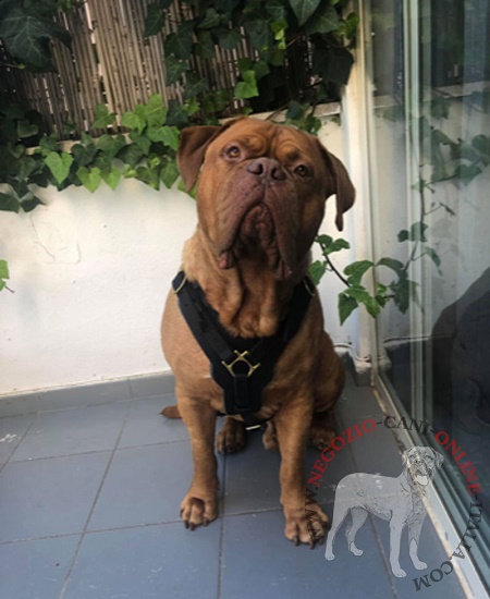 Pettorina in vera pelle per 
passeggiate con Dogue de Bordeaux