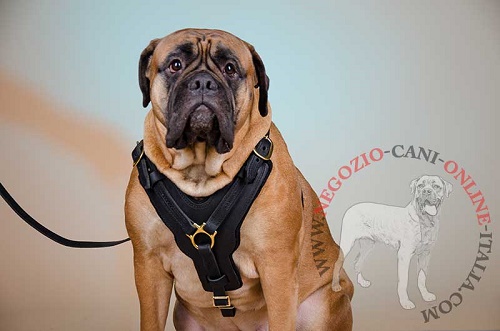 Pettorina in pelle
naturale indossata su Bullmastiff