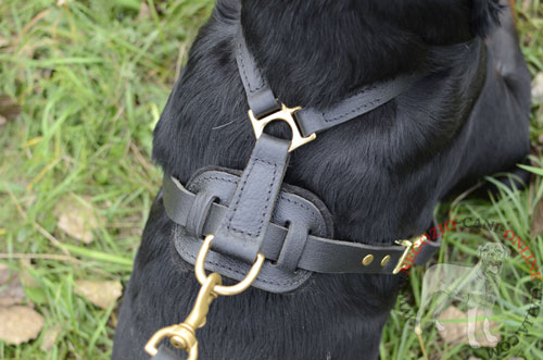 Pettorina in pelle naturale per cani forti