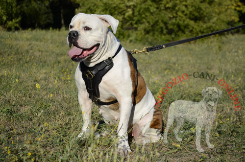 Pettorina in pelle naturale per cani di taglia grande come Bulldog Americano