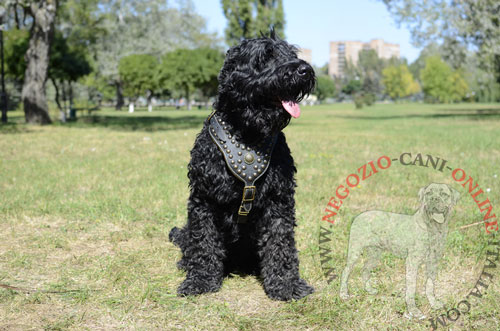 Straordinaria pettorina in cuoio decorata per Terrier Nero Russo