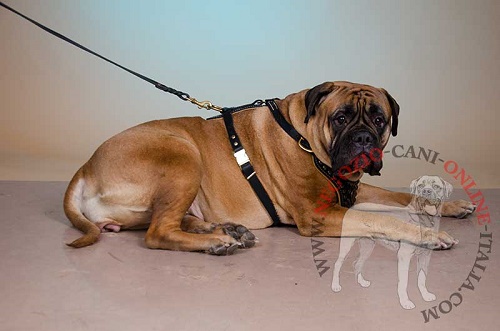 Pettorina in pelle naturale indossata da Bullmastiff