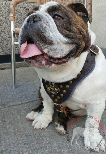 Pettorina con decorazioni indossata
da Bulldog Inglese