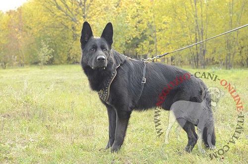 Straordinaria pettorina in cuoio decorata per cane di
razza Amstaff