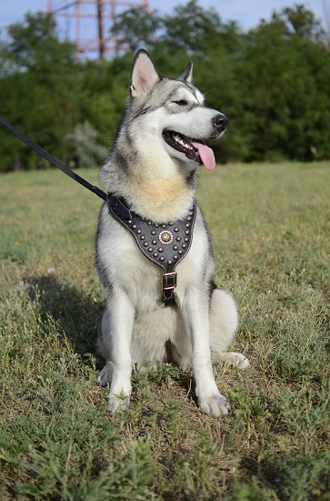 Pettorina in pelle naturale per Alaskan Malamute