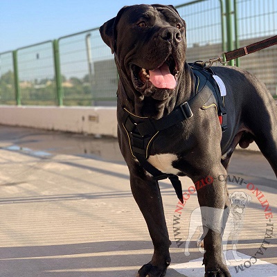 Pettorina resistente per Boerboel