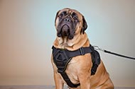 Pettorina in nylon "Tractive Force" per Bullmastiff