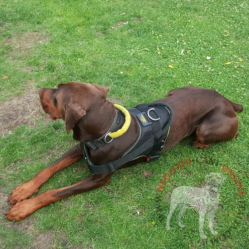 Pettorina indossata dal cane di razza Dobermann