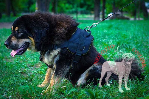 Pettorina per passeggiate con  Mastiff