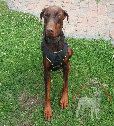 Pettorina indossata dal Dobermann