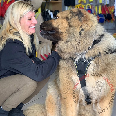 Pettorina resistente per cane grande