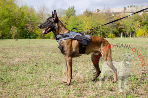 Pettorina in nylon per Malinois convalescente