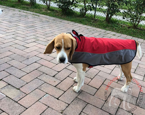 Beagle del nostro cliente con cappottino in nylon indosso