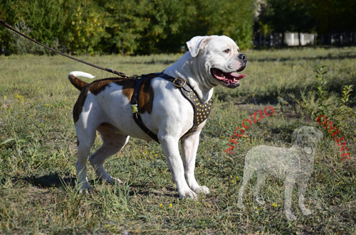 Pettorina in pelle naturale indossata da
Bulldog Americano