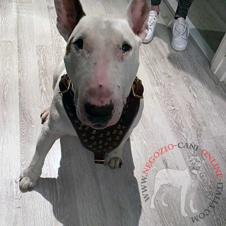 Pettorina decorata in pelle per Bull Terrier