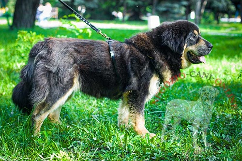 Pettorina in pelle naturale indossata da
Mastiff